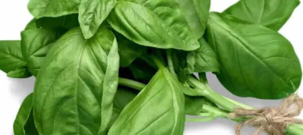 busuioc-import-100g