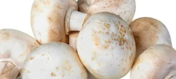 ciuperci-champignon-1kg