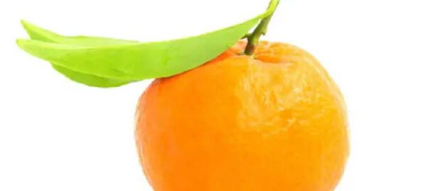 mandarine-import-1kg