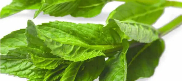 menta-romania-caserola-100g