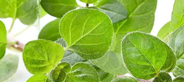 oregano-import-30g-1buc